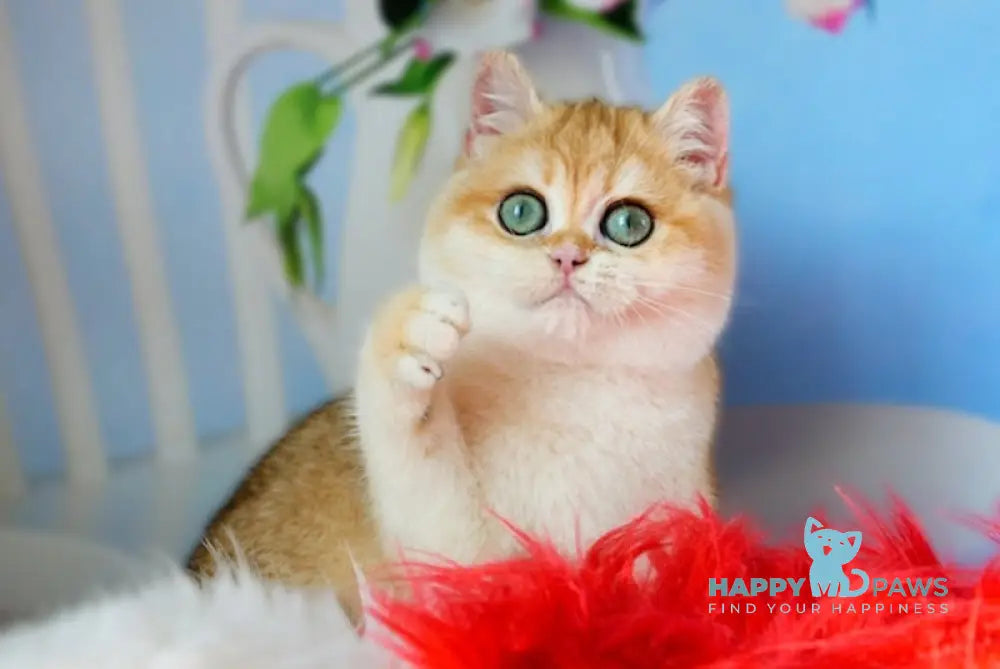 Julia British Shorthair female black golden chinchilla live animals