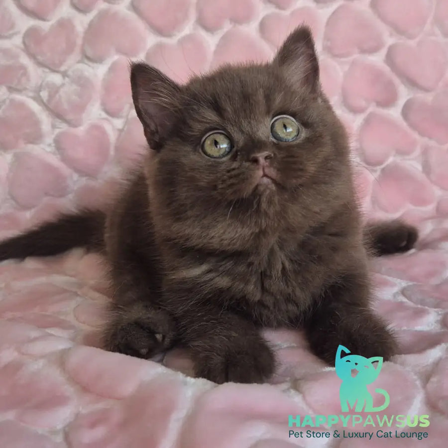 Julia British Shorthair female chocolate - live animals