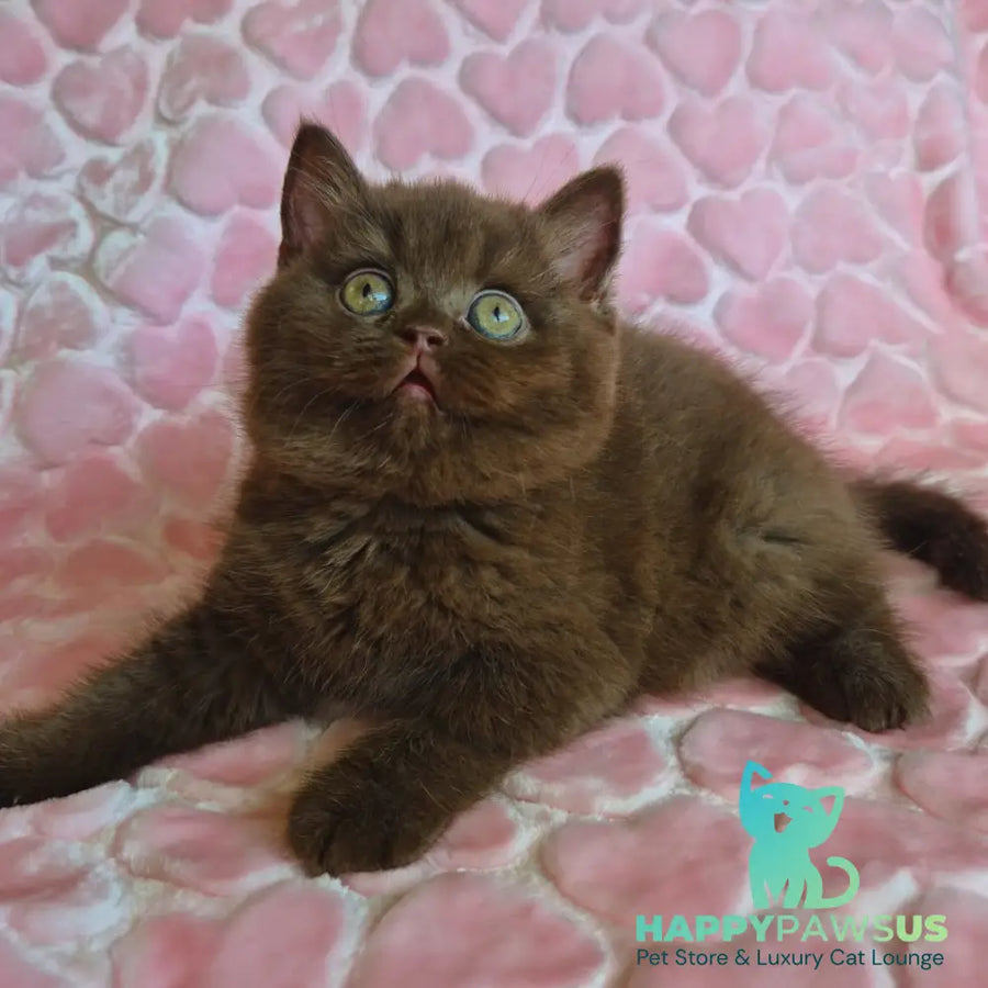 Julia British Shorthair female chocolate - live animals
