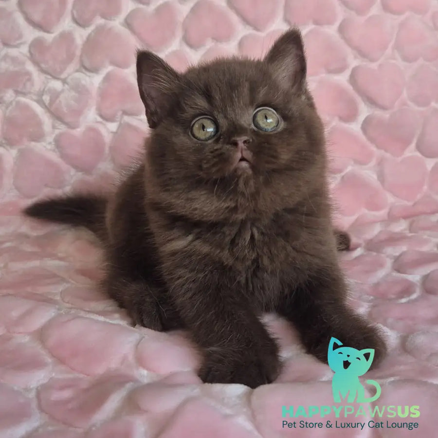 Julia British Shorthair female chocolate - live animals