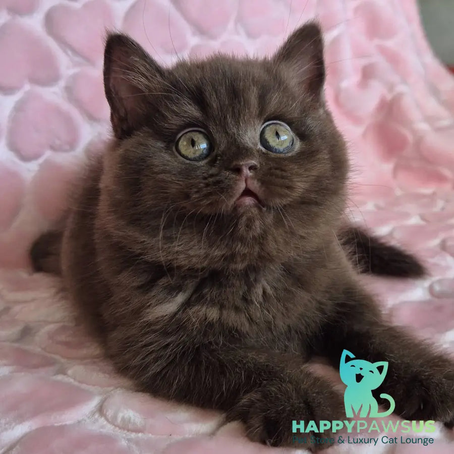 Julia British Shorthair female chocolate - live animals