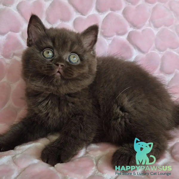Julia British Shorthair female chocolate - live animals
