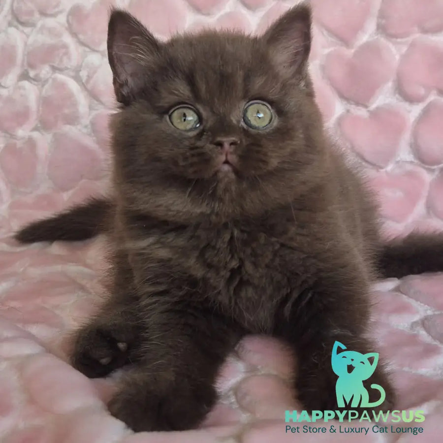 Julia British Shorthair female chocolate - live animals
