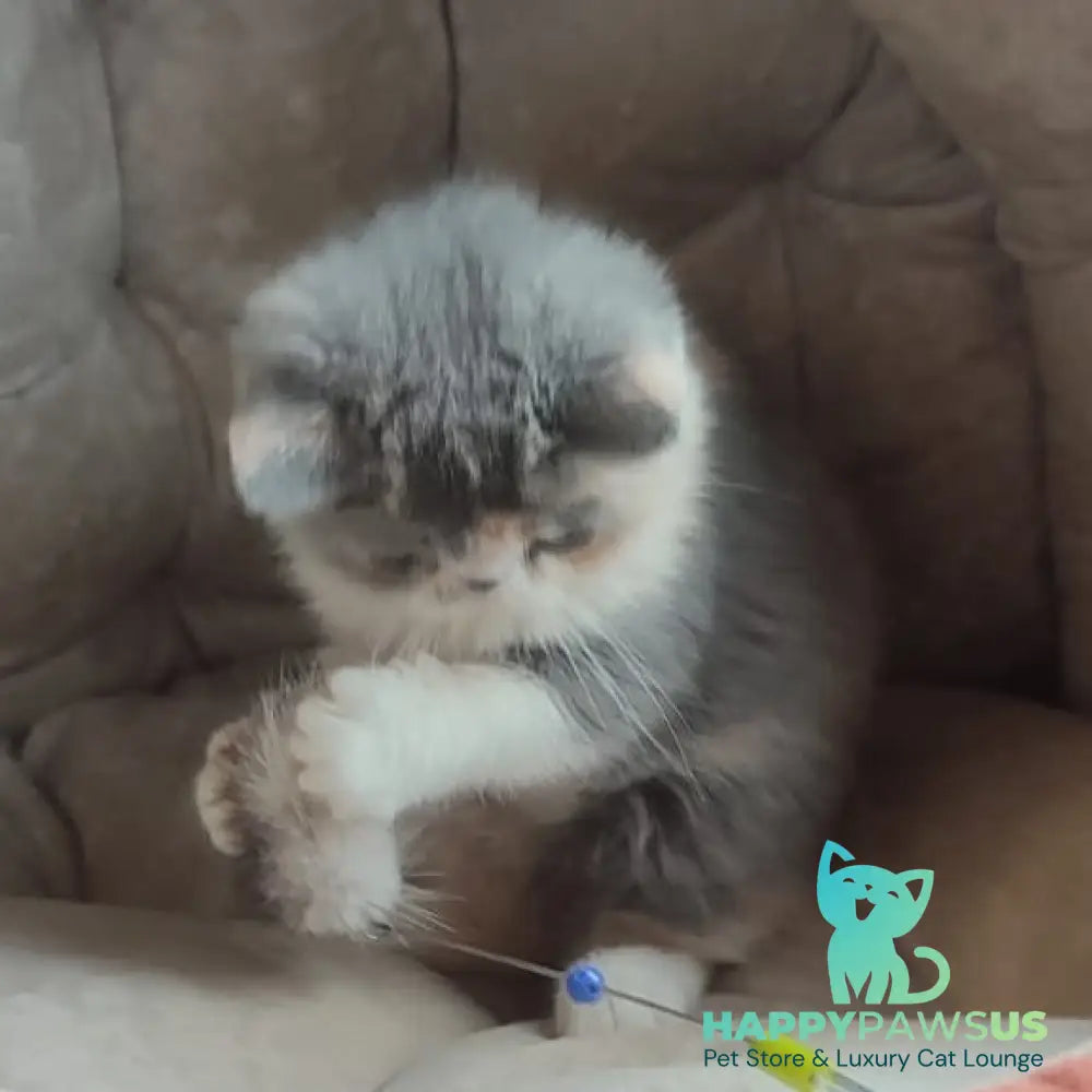 Julia Exotic female blue tortie bicolour - live animals