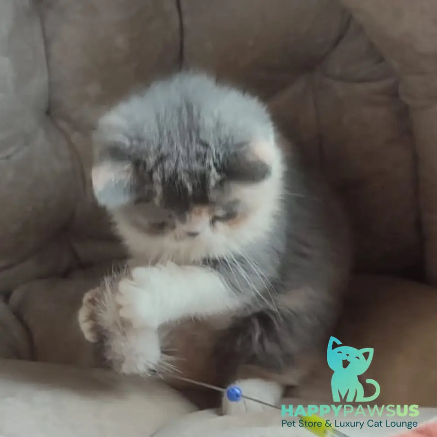Julia Exotic female blue tortie bicolour - live animals