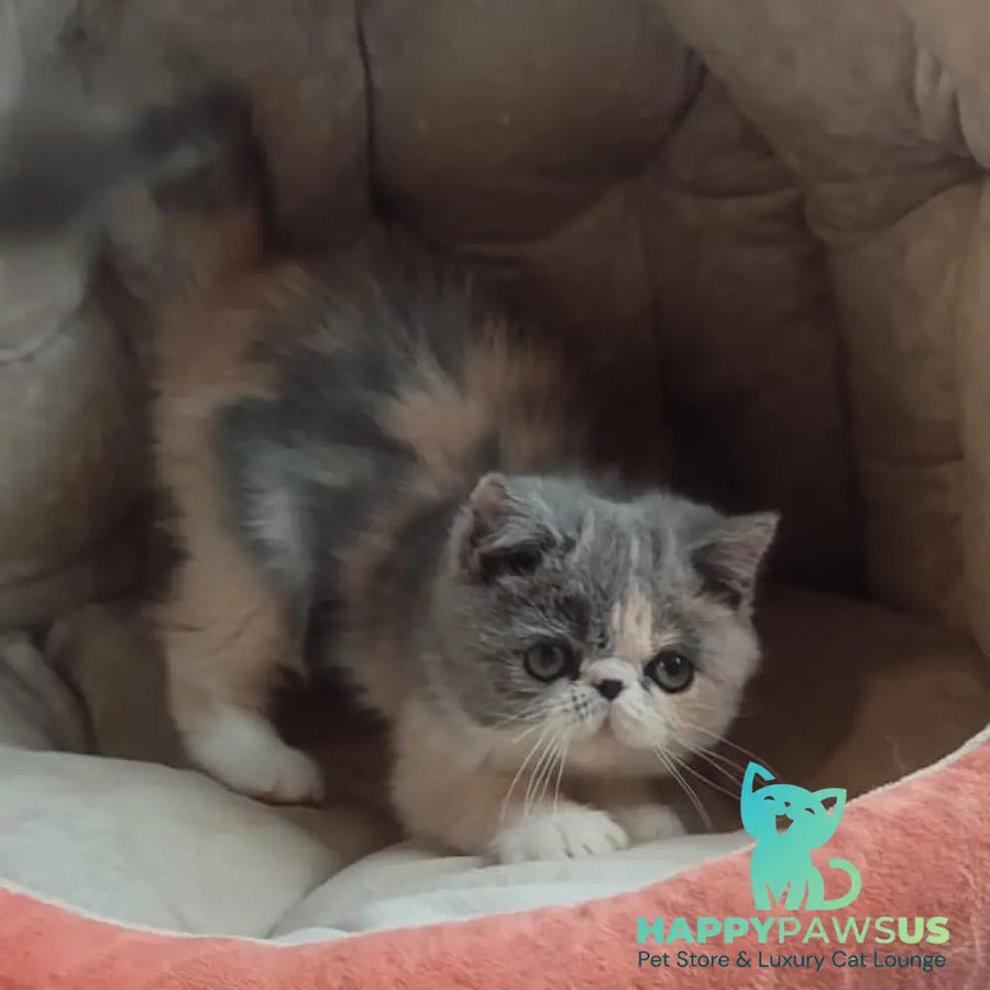 Julia Exotic female blue tortie bicolour - live animals