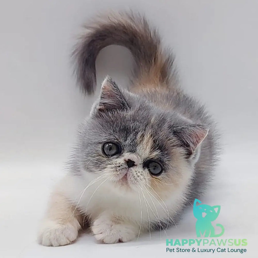Julia Exotic female blue tortie bicolour - live animals
