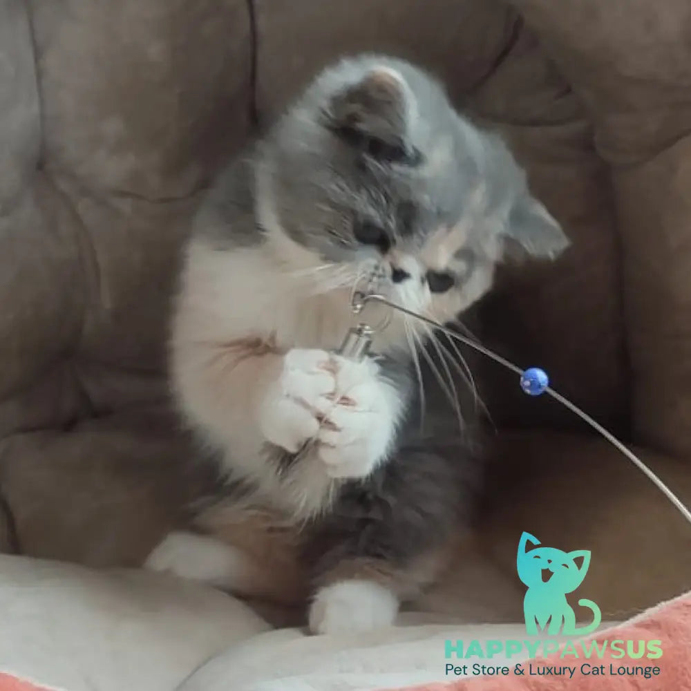 Julia Exotic female blue tortie bicolour - live animals