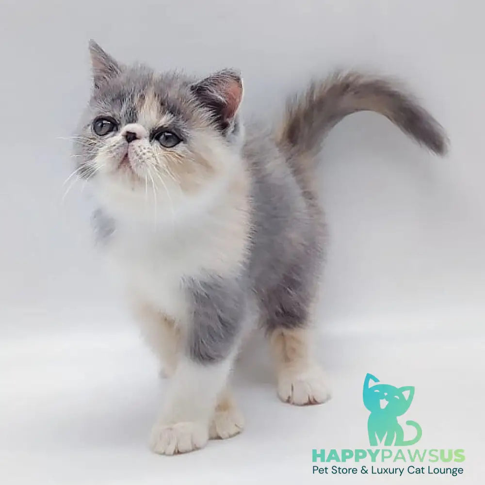 Julia Exotic female blue tortie bicolour - live animals