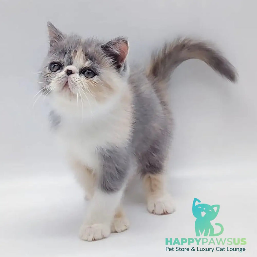 Julia Exotic female blue tortie bicolour - live animals
