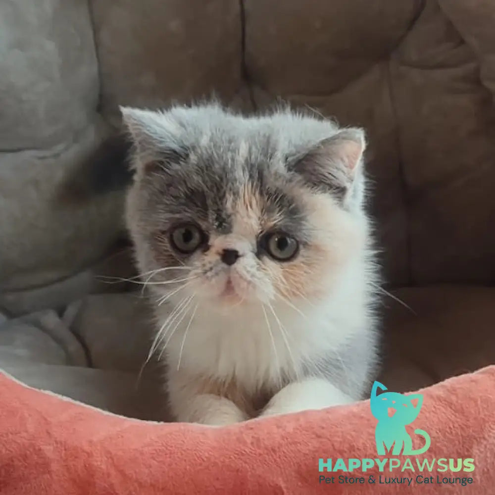 Julia Exotic female blue tortie bicolour - live animals