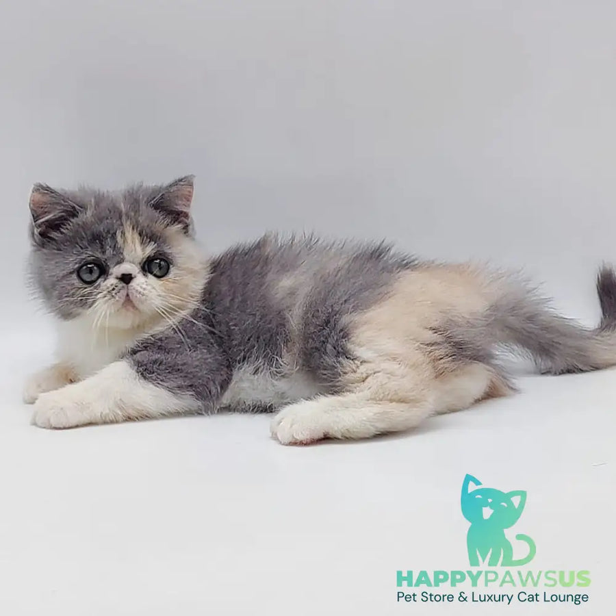 Julia Exotic female blue tortie bicolour - live animals