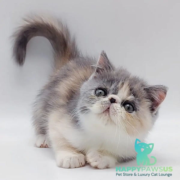 Julia Exotic female blue tortie bicolour - live animals