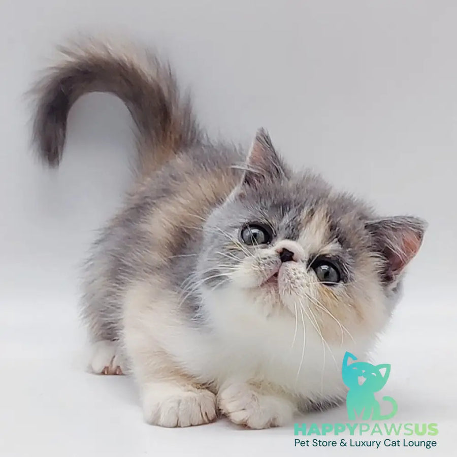 Julia Exotic female blue tortie bicolour - live animals