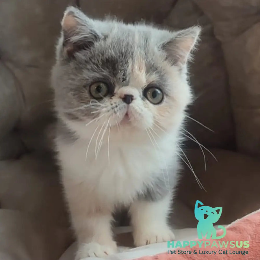 Julia Exotic female blue tortie bicolour - live animals