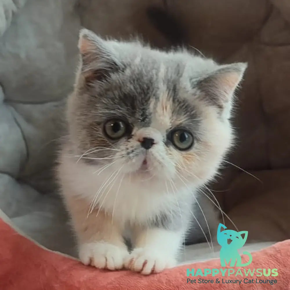 Julia Exotic female blue tortie bicolour - live animals