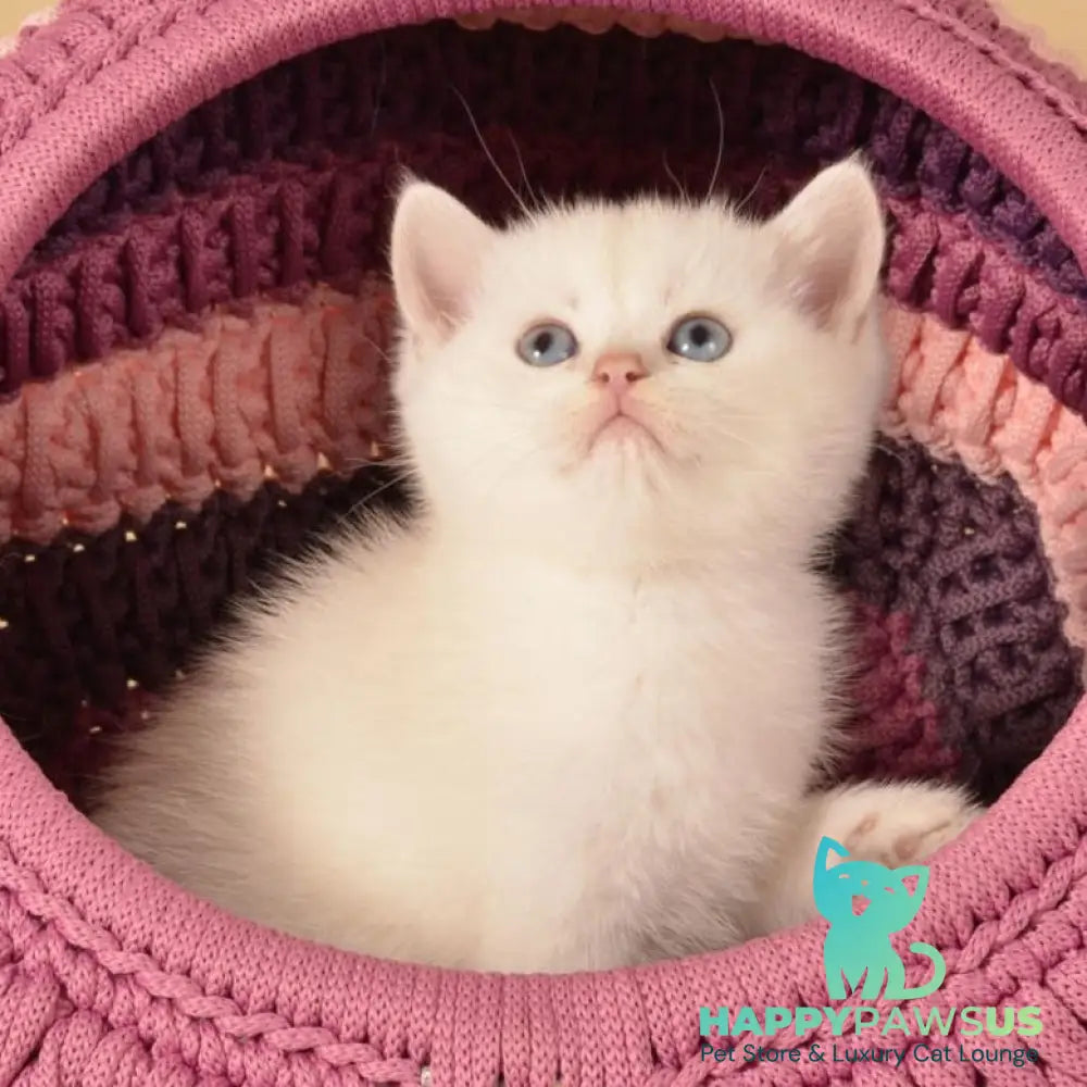 Julian British Shorthair male chocolate golden shaded pointed - live animals