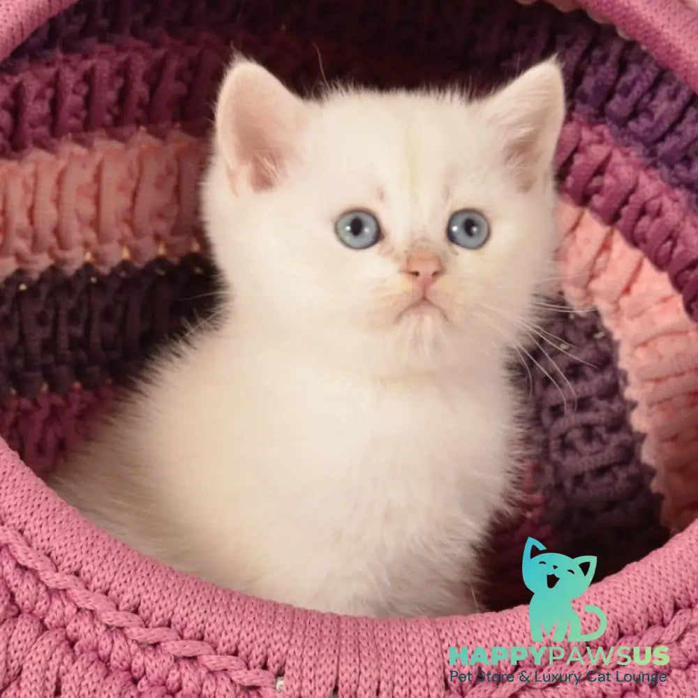 Julian British Shorthair male chocolate golden shaded pointed - live animals