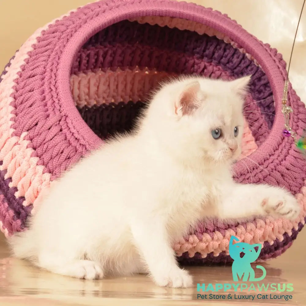 Julian British Shorthair male chocolate golden shaded pointed - live animals