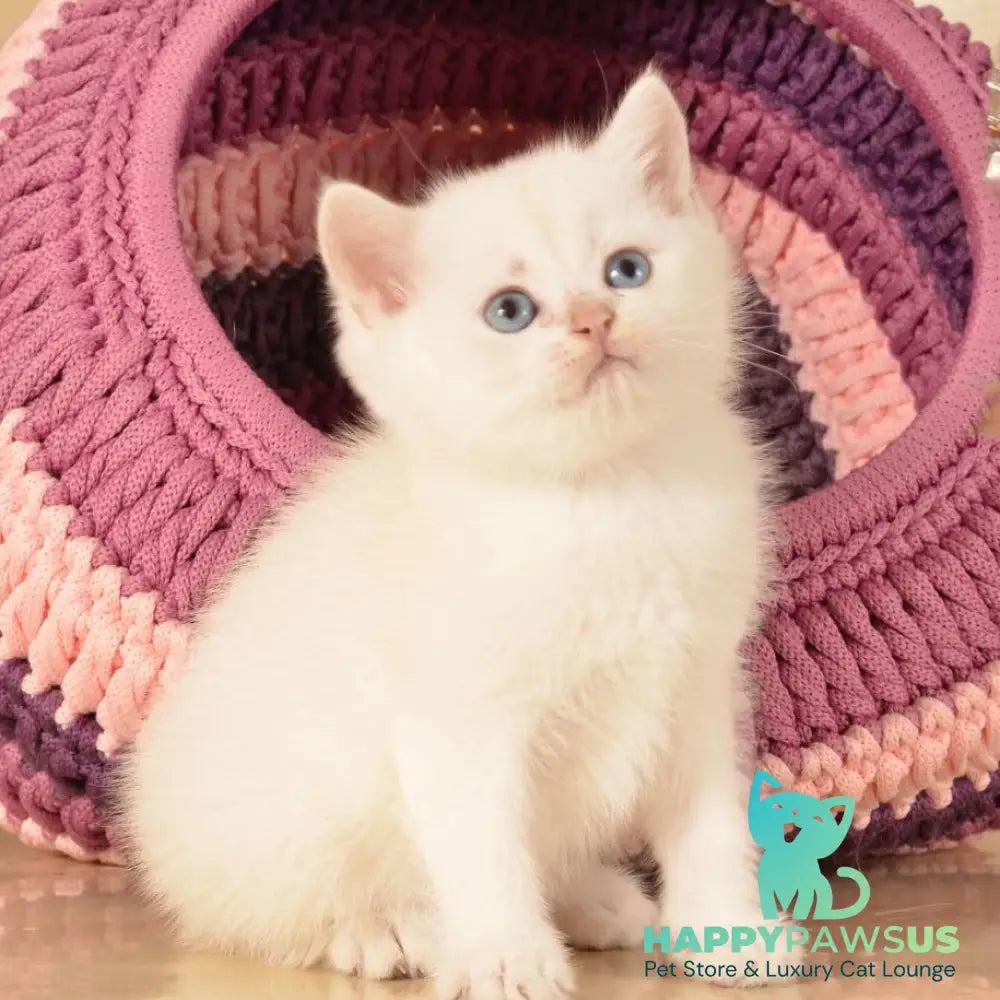 Julian British Shorthair male chocolate golden shaded pointed - live animals