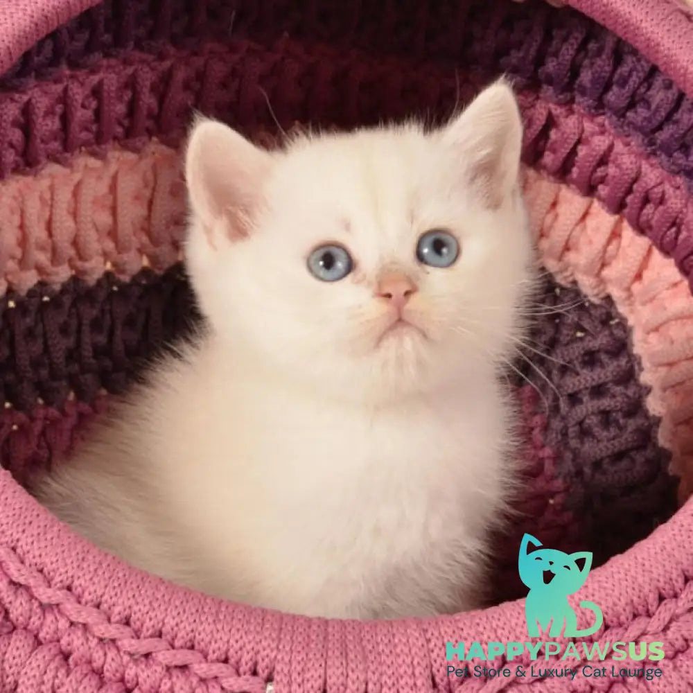 Julian British Shorthair male chocolate golden shaded pointed - live animals