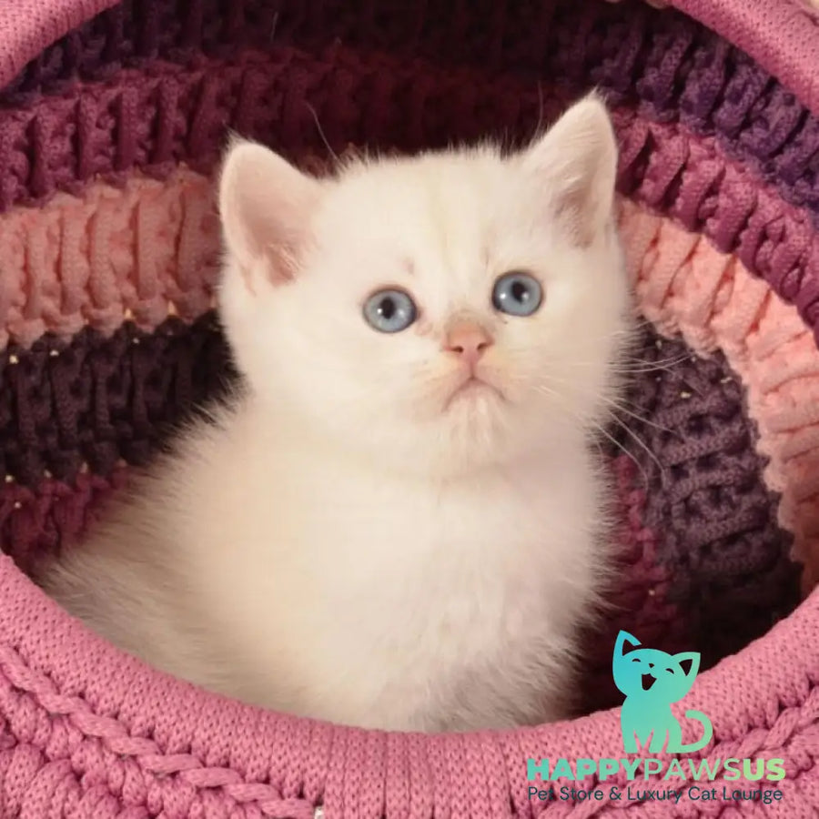 Julian British Shorthair male chocolate golden shaded pointed - live animals