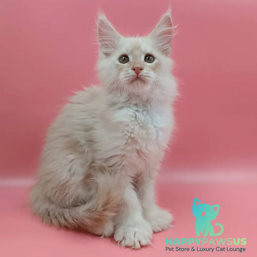 Julian Maine Coon polydactyl 6x6x6x6 male cream silver - live animals