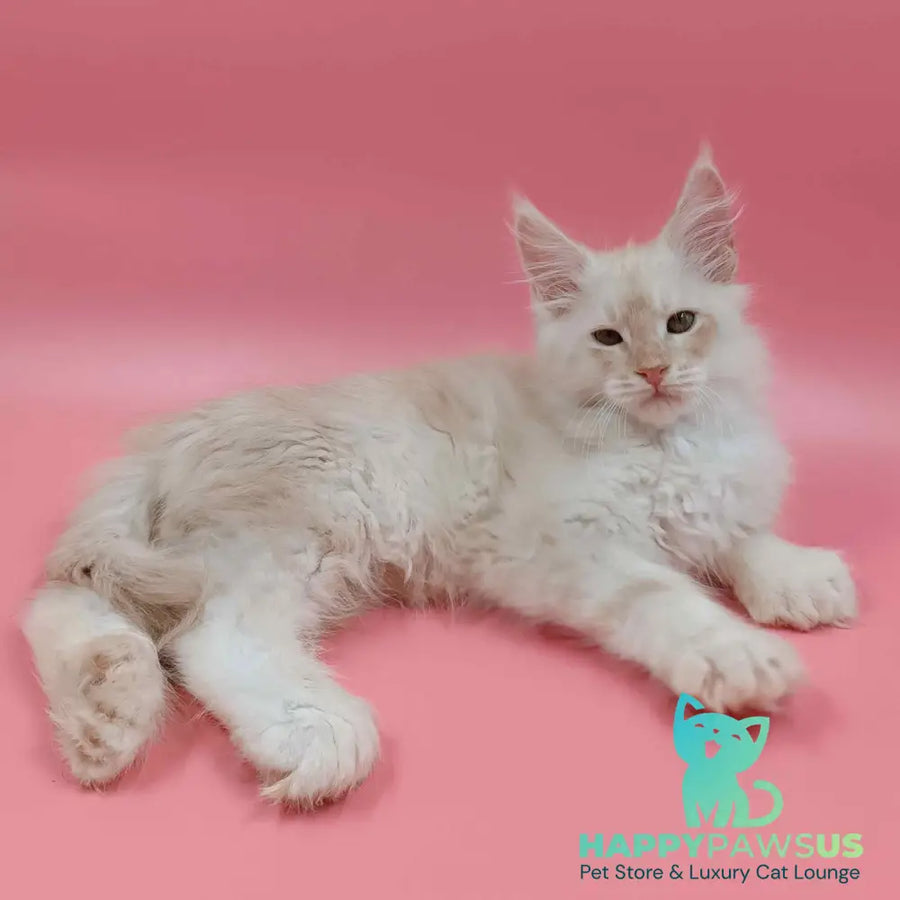 Julian Maine Coon polydactyl 6x6x6x6 male cream silver - live animals