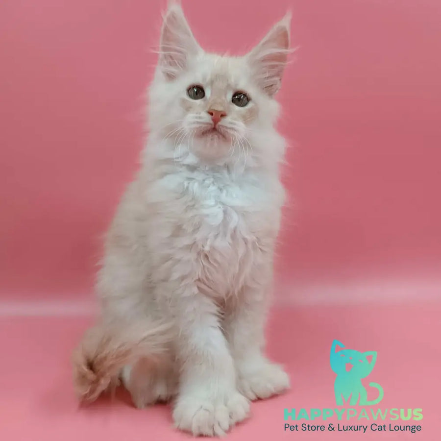 Julian Maine Coon polydactyl 6x6x6x6 male cream silver - live animals