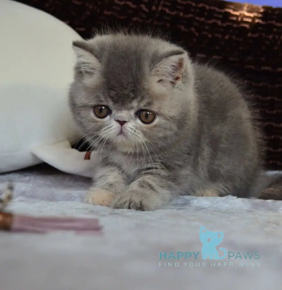 Juliana Exotic female blue tortie tabby live animals