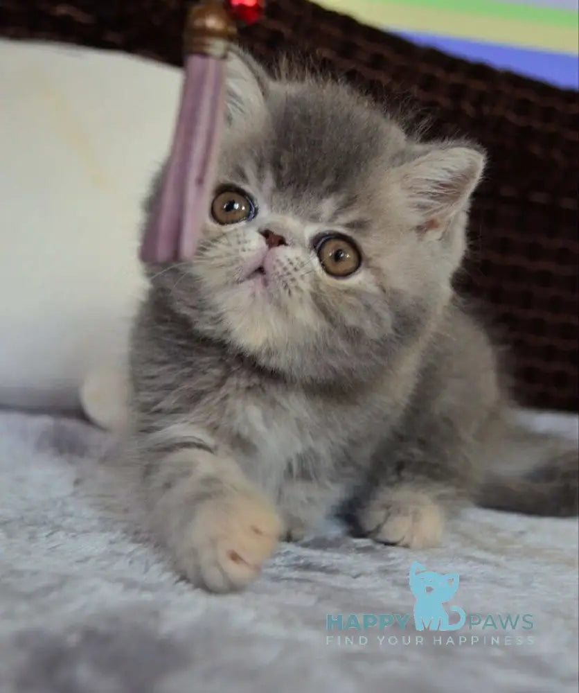 Juliana Exotic female blue tortie tabby live animals