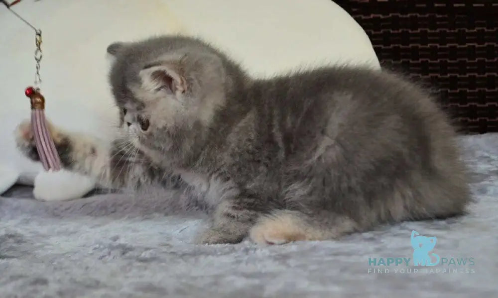 Juliana Exotic female blue tortie tabby live animals