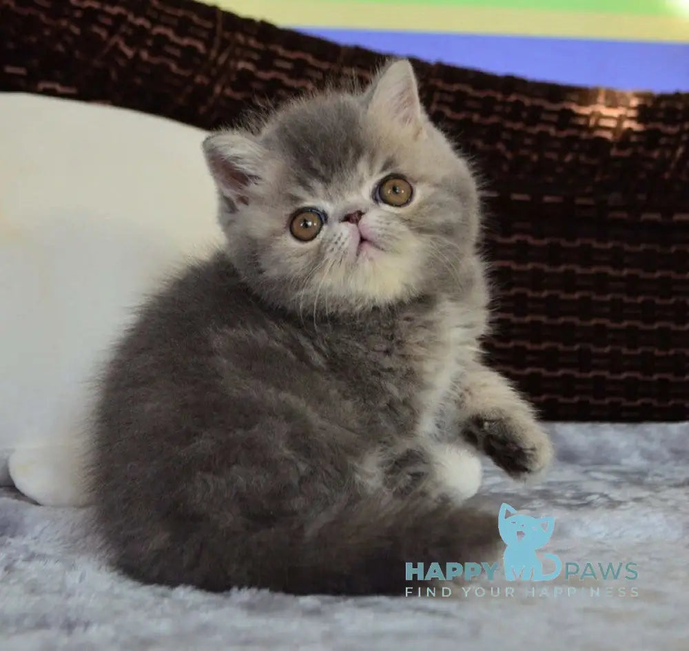 Juliana Exotic female blue tortie tabby live animals