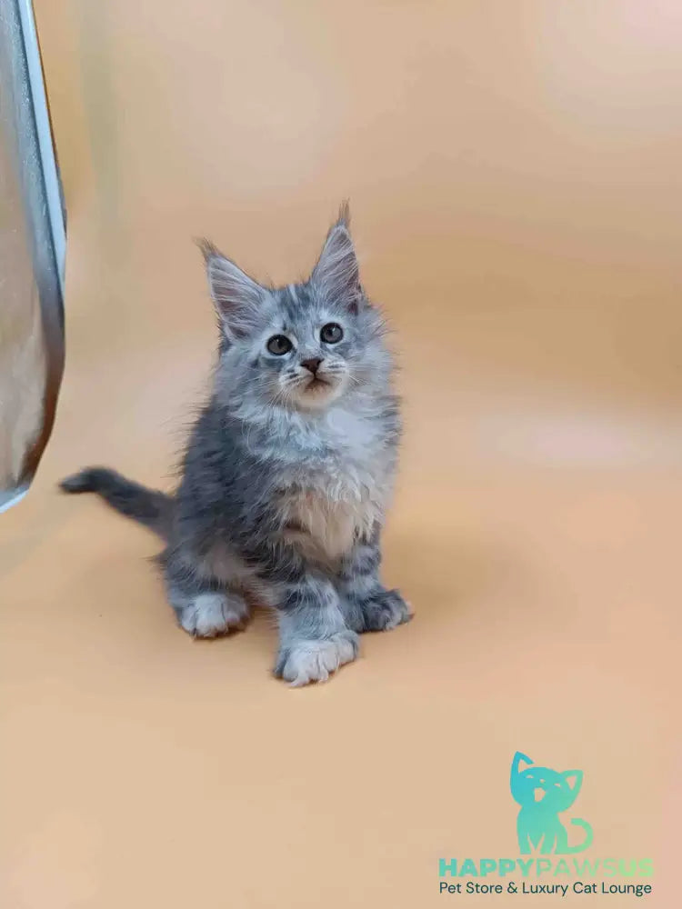 Juliana Maine Coon polydactyl 6x6x6x6 female black tortie silver - live animals
