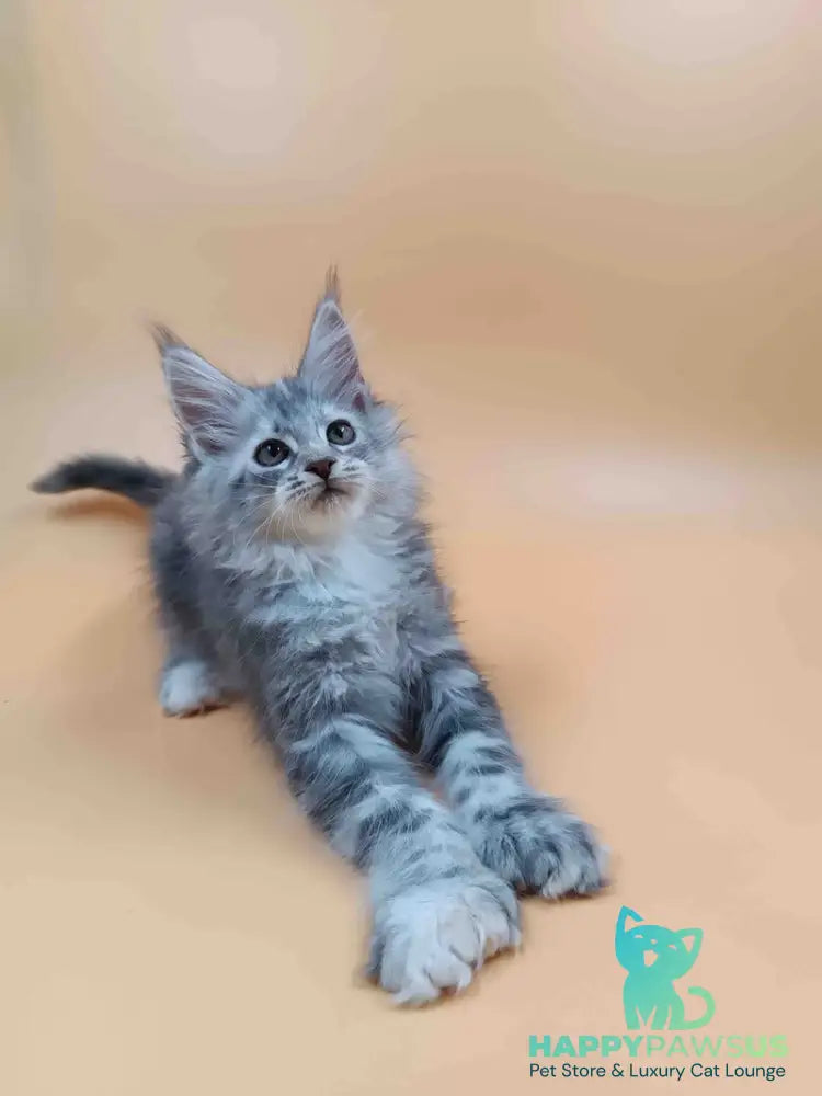 Juliana Maine Coon polydactyl 6x6x6x6 female black tortie silver - live animals