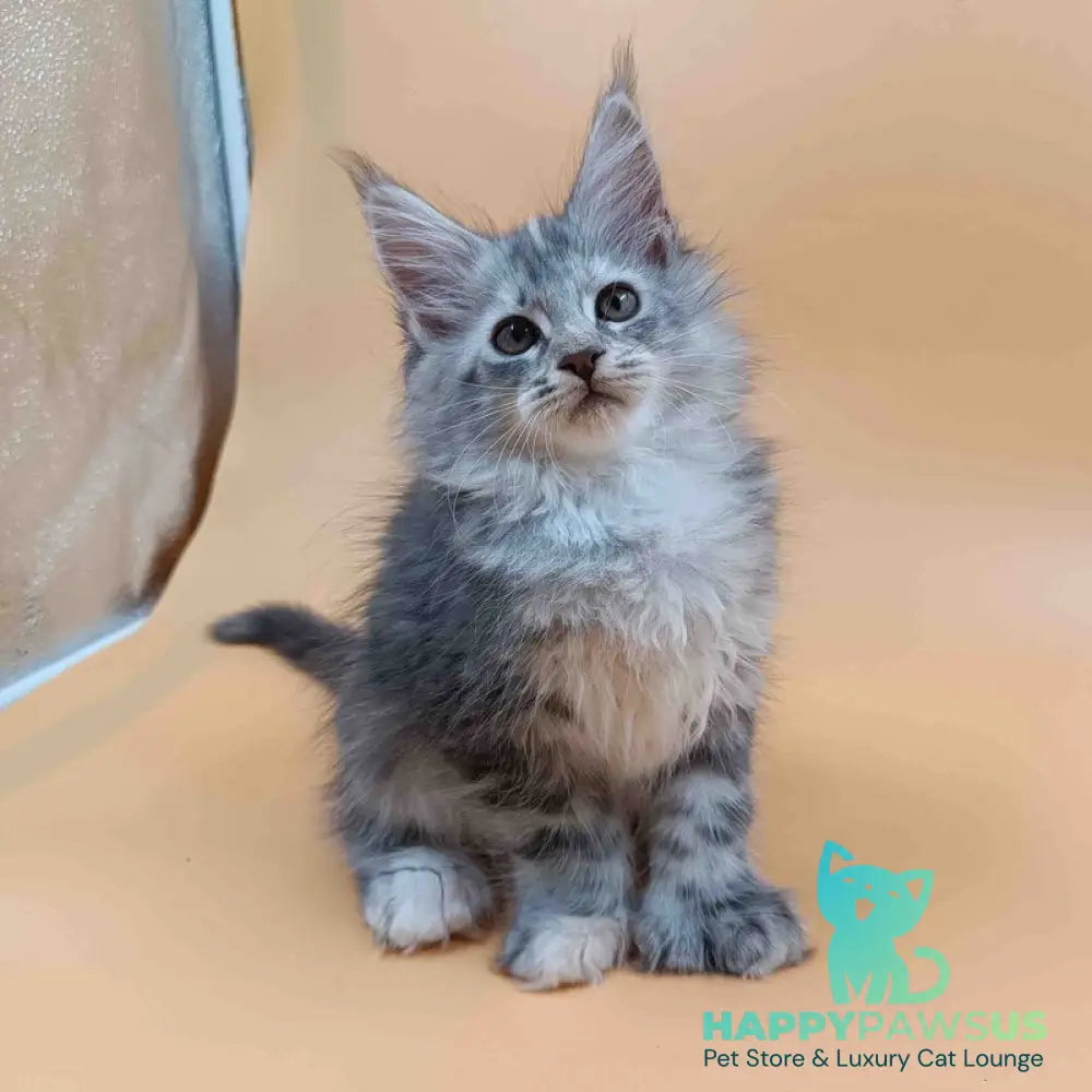 Juliana Maine Coon polydactyl 6x6x6x6 female black tortie silver - live animals