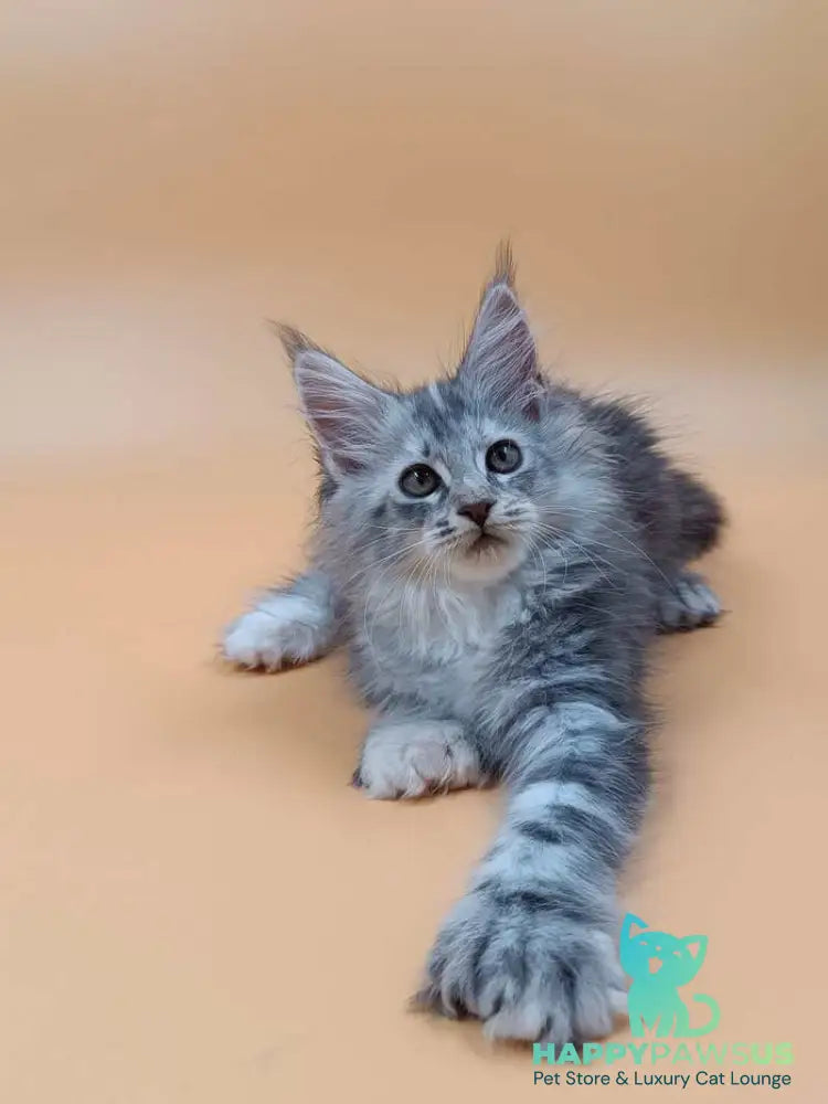 Juliana Maine Coon polydactyl 6x6x6x6 female black tortie silver - live animals