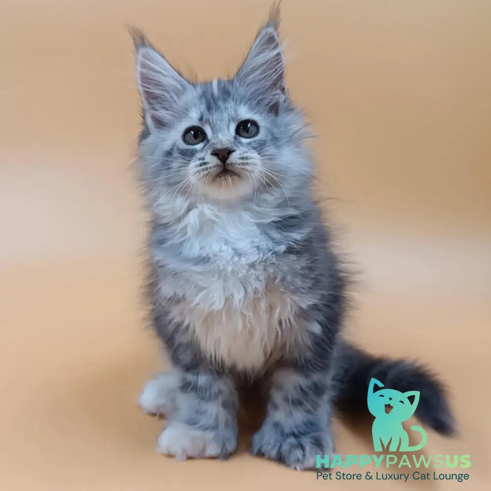Juliana Maine Coon polydactyl 6x6x6x6 female black tortie silver - live animals