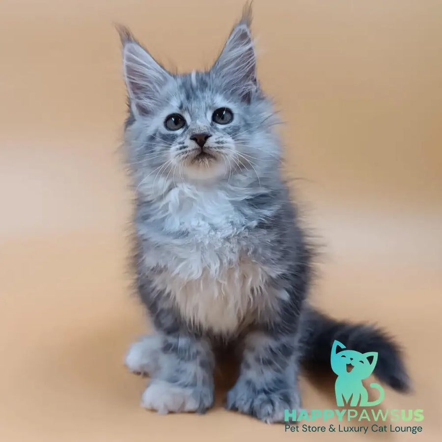 Juliana Maine Coon polydactyl 6x6x6x6 female black tortie silver - live animals