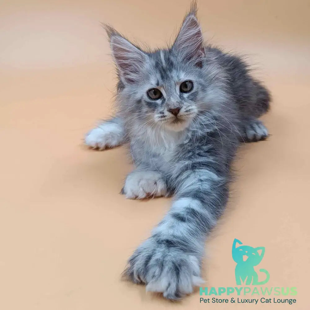 Juliana Maine Coon polydactyl 6x6x6x6 female black tortie silver - live animals
