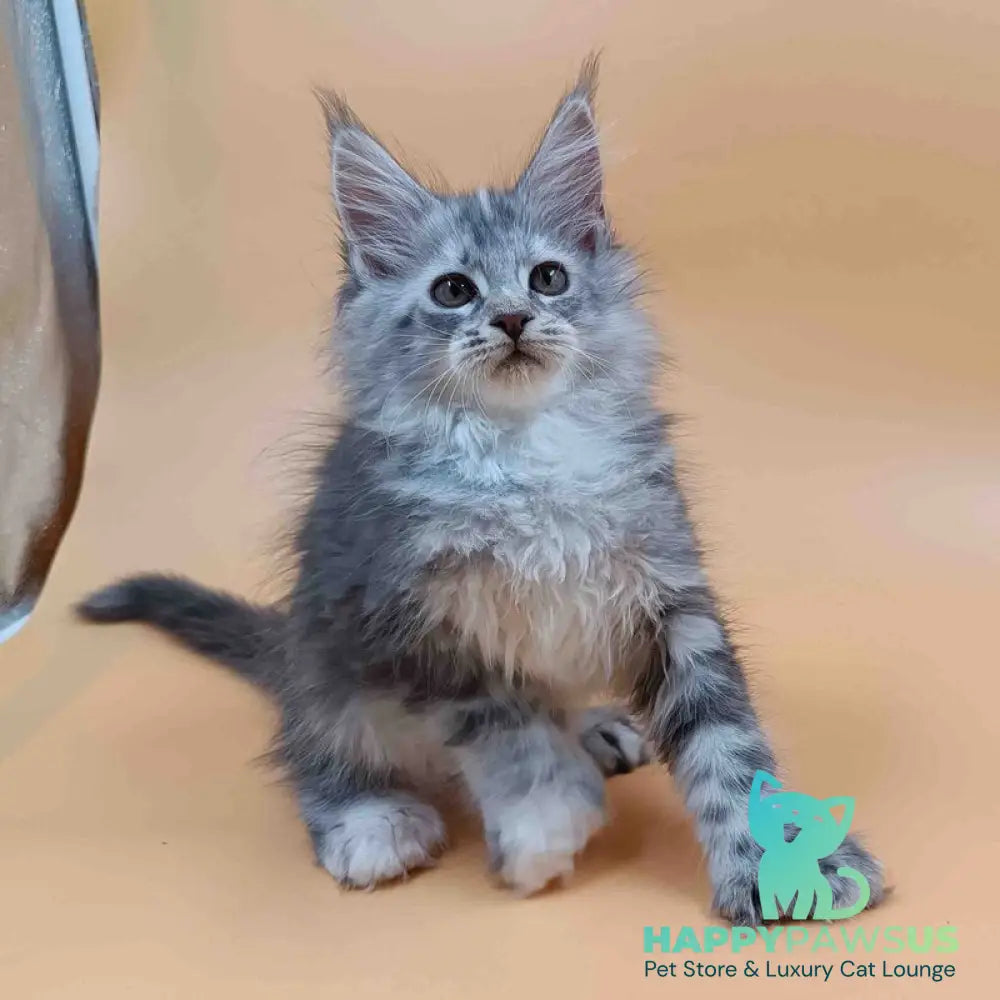 Juliana Maine Coon polydactyl 6x6x6x6 female black tortie silver - live animals