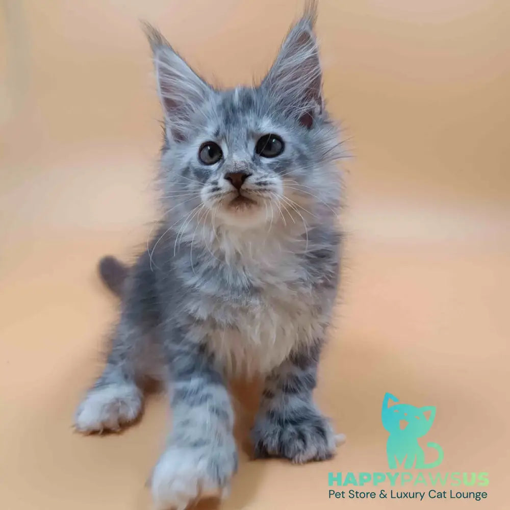 Juliana Maine Coon polydactyl 6x6x6x6 female black tortie silver - live animals