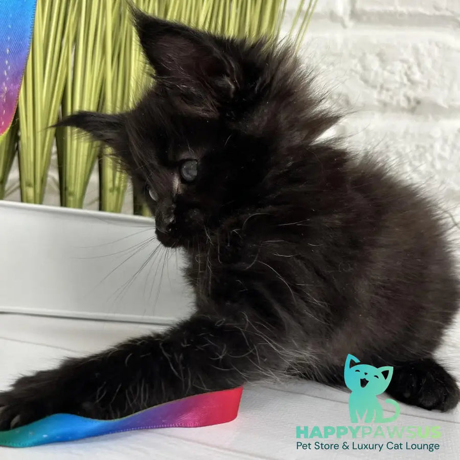 Julie Maine Coon female black - live animals