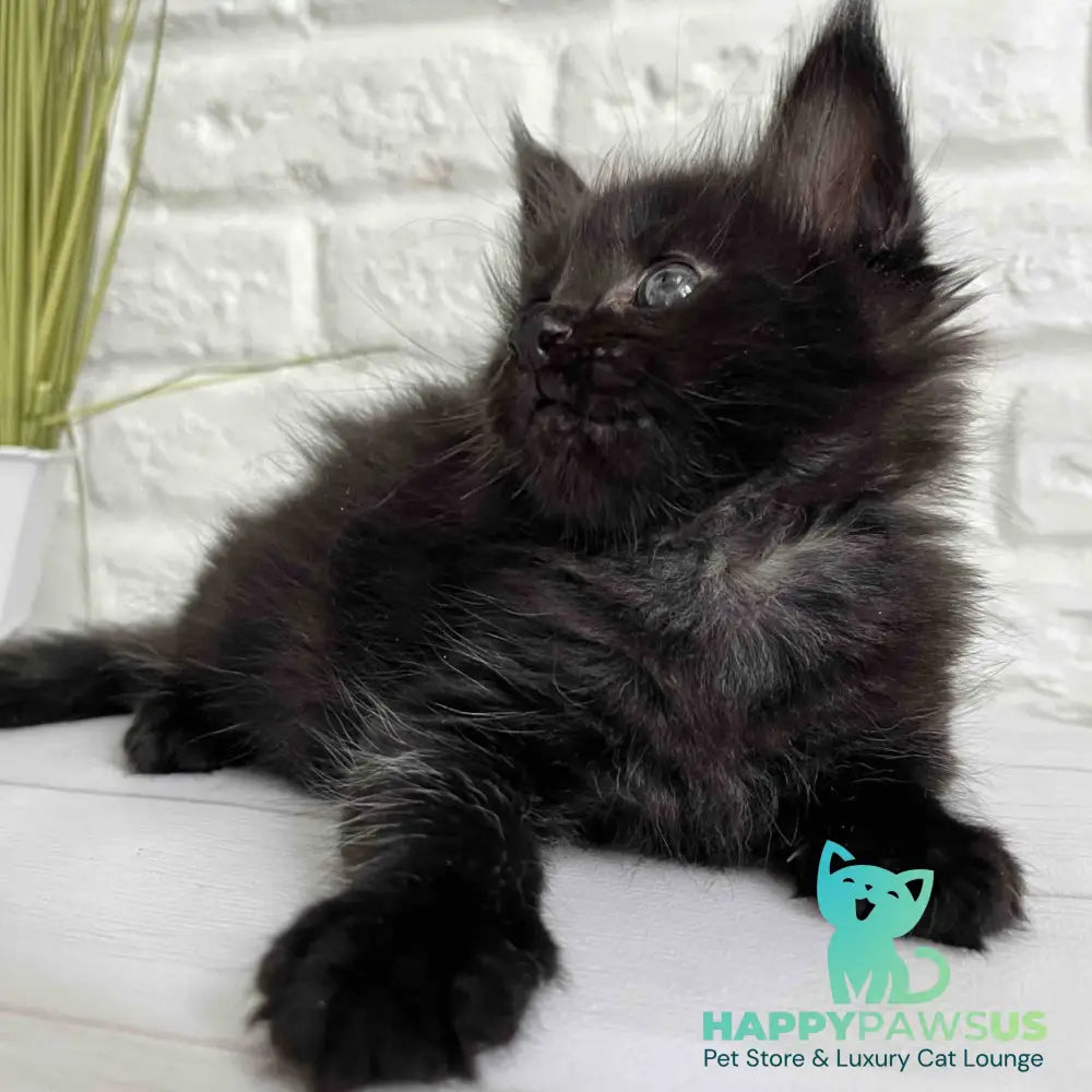 Julie Maine Coon female black - live animals