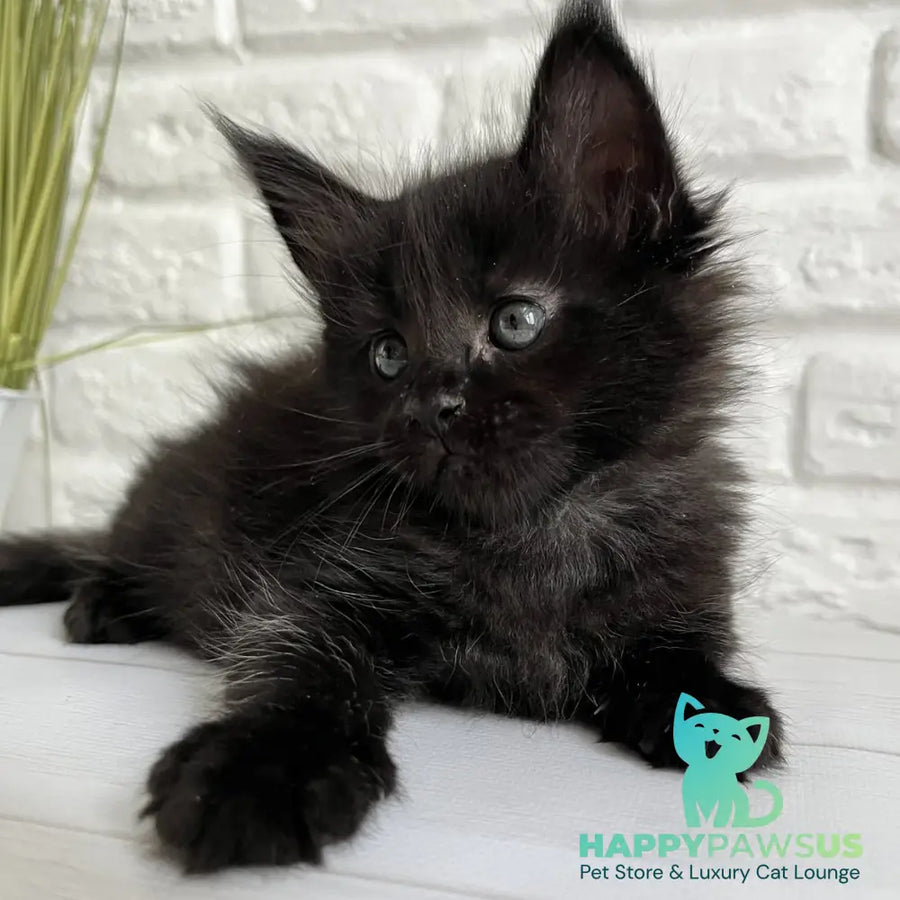 Julie Maine Coon female black - live animals