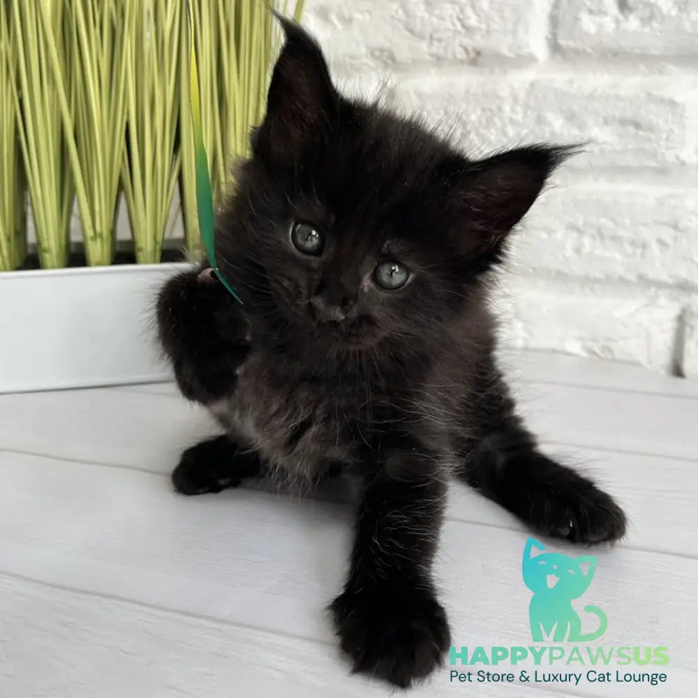 Julie Maine Coon female black - live animals