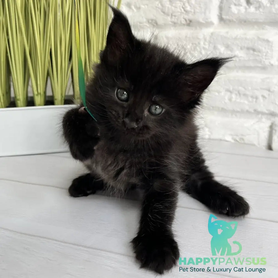 Julie Maine Coon female black - live animals