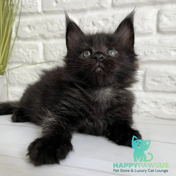 Julie Maine Coon female black - live animals