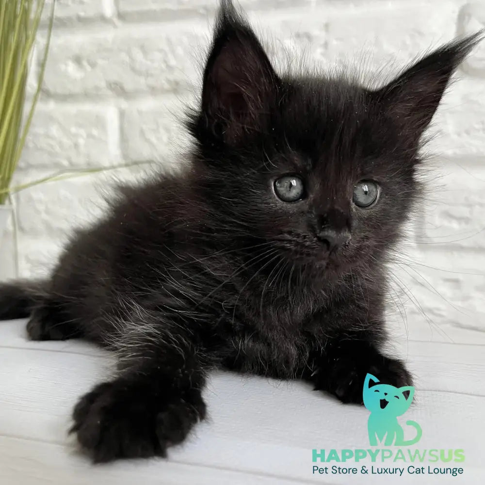 Julie Maine Coon female black - live animals