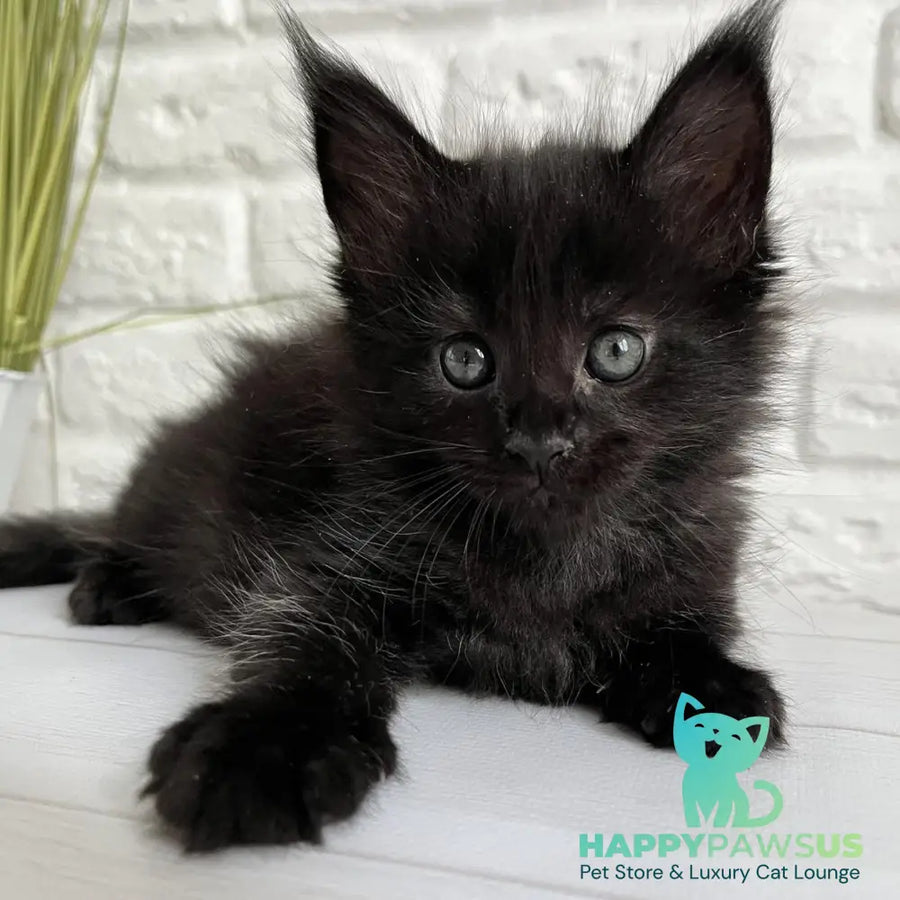 Julie Maine Coon female black - live animals